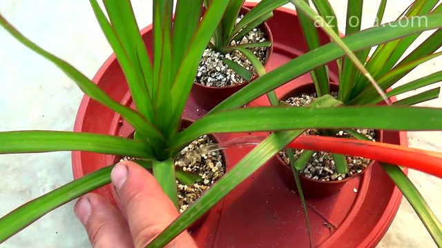 Размножение драцены в домашних условиях, уход