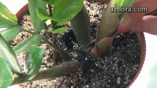 Размножение замиокулькаса - Zamioculcas propagation