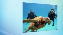 Scuba Diving in Oahu - An Unforgetable Experience