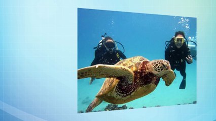 Scuba Diving in Oahu - An Unforgetable Experience