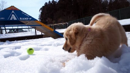 テラス棟（ペットホテル棟）　新入社員の看板犬♪