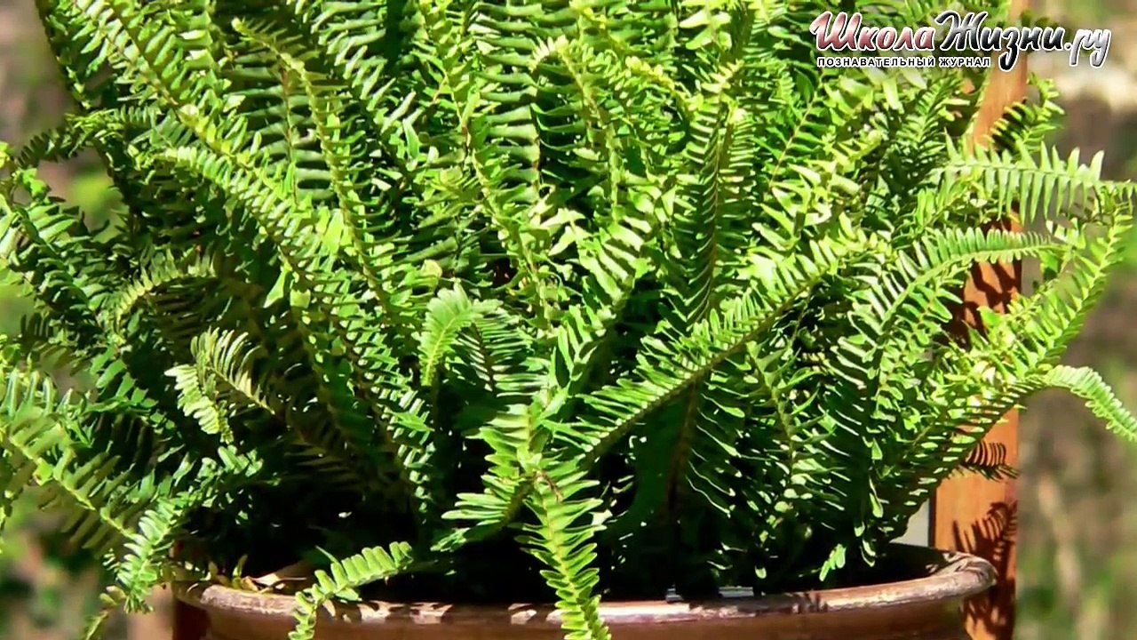 Что Известно о Папоротнике-