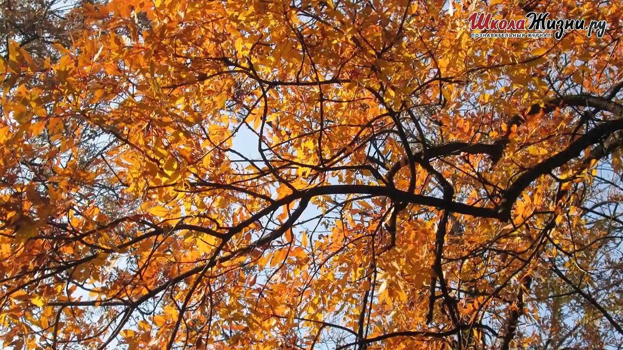 Что мы Знаем о Растениях - Знаках Цветочного Гороскопа- Омела