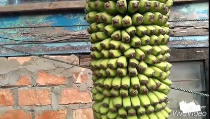 Pisang Seribu dari Makam Soekarno