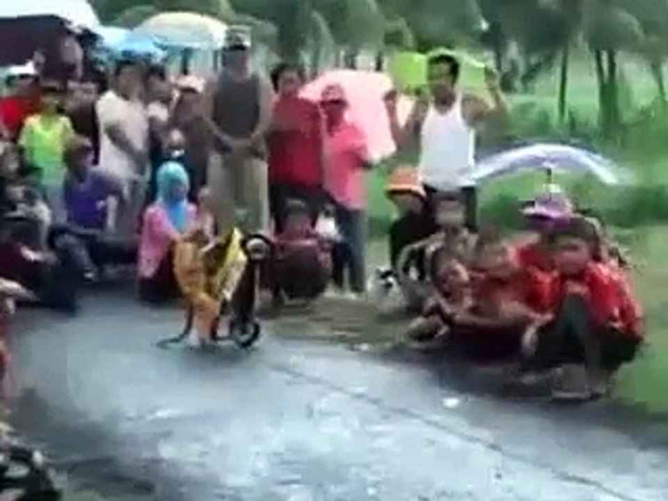 Monkey Ride A Bike Like A Boss