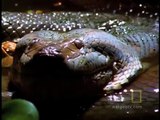 Anaconda Stalks World's Largest Rodent