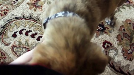 щенок 4 месяца приносит мячик German Australian Shepherd