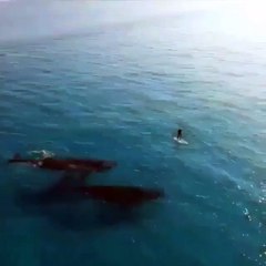 Big Fishes under The Sea