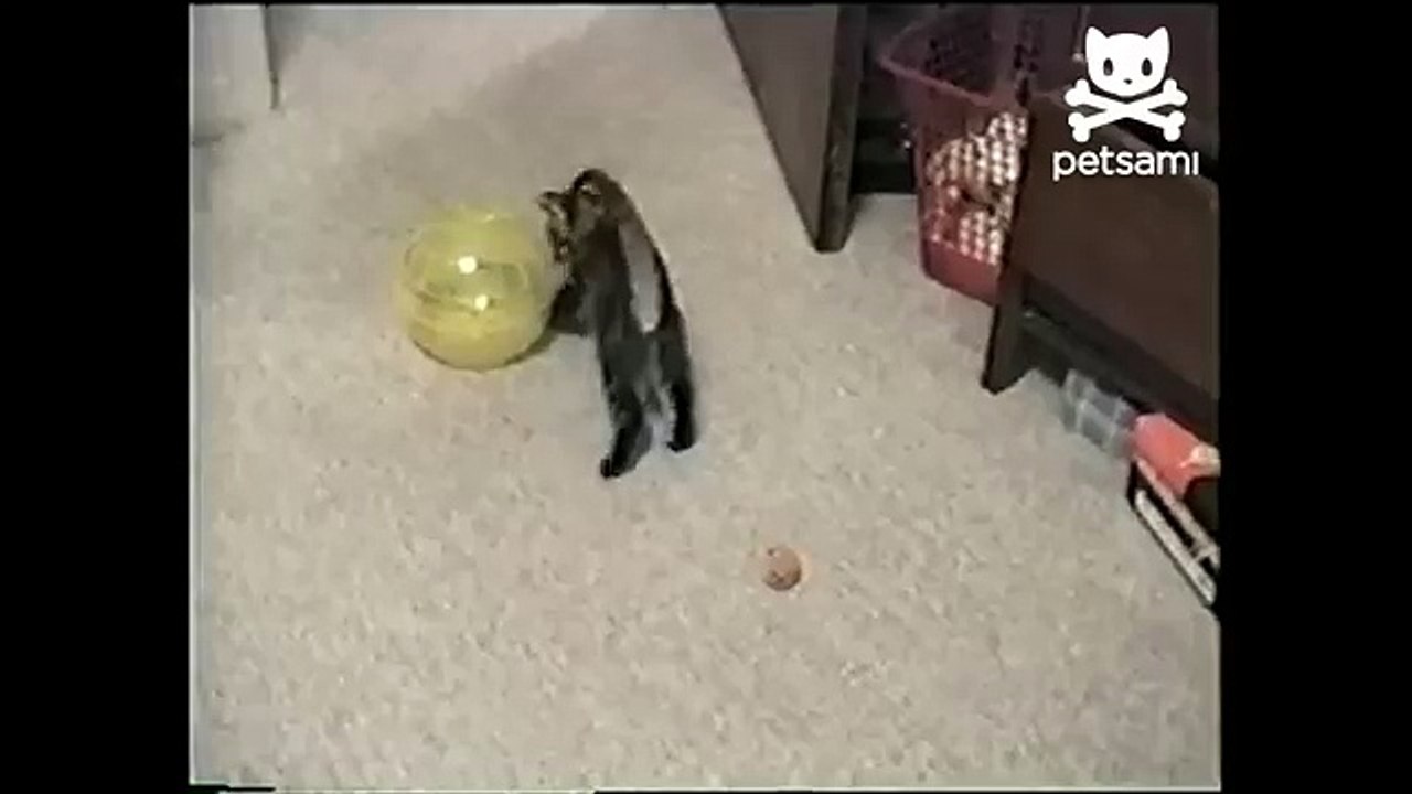 Kitten squeezes inside hamster ball