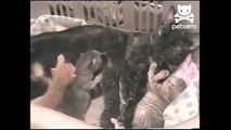 Kittens get frisky over mother s milk