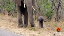 Mother Elephants Protects Calf From Tourists