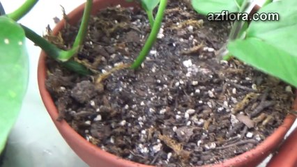 Размножение филодендрона - Philodendron propagation