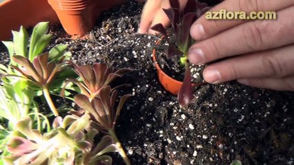 Размножение эониума - Aeonium - planting, propagation