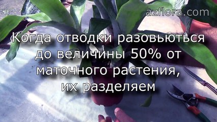 Размножение Эхмеи (1 способ)