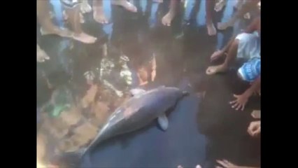 Un bébé dauphin mort pour quelques photos