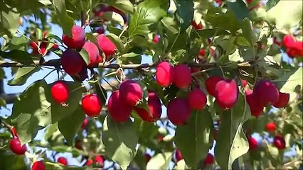 ДЖЕМ ИЗ РАЙСКИХ ЯБЛОЧЕК - РАЙСКОЕ НАСЛАЖДЕНИЕ!