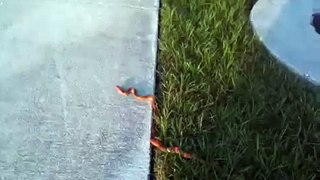 ДИКАЯ ПРИРОДА змея во Флориде