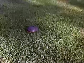 ДИКАЯ ПРИРОДА черепаха у нас на газоне