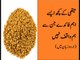 Benefits and uses of Methi Fenugreek Seeds in urdu