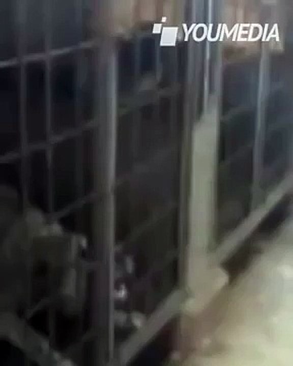 Un uomo sferra calci al cane rinchiuso in gabbia.  Ecco la reazione del cane...