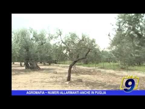 Agromafia | Numeri allarmanti anche in Puglia
