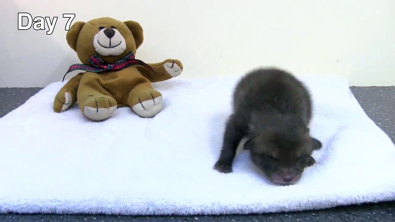 Les 35 premiers jours d'un bébé renard