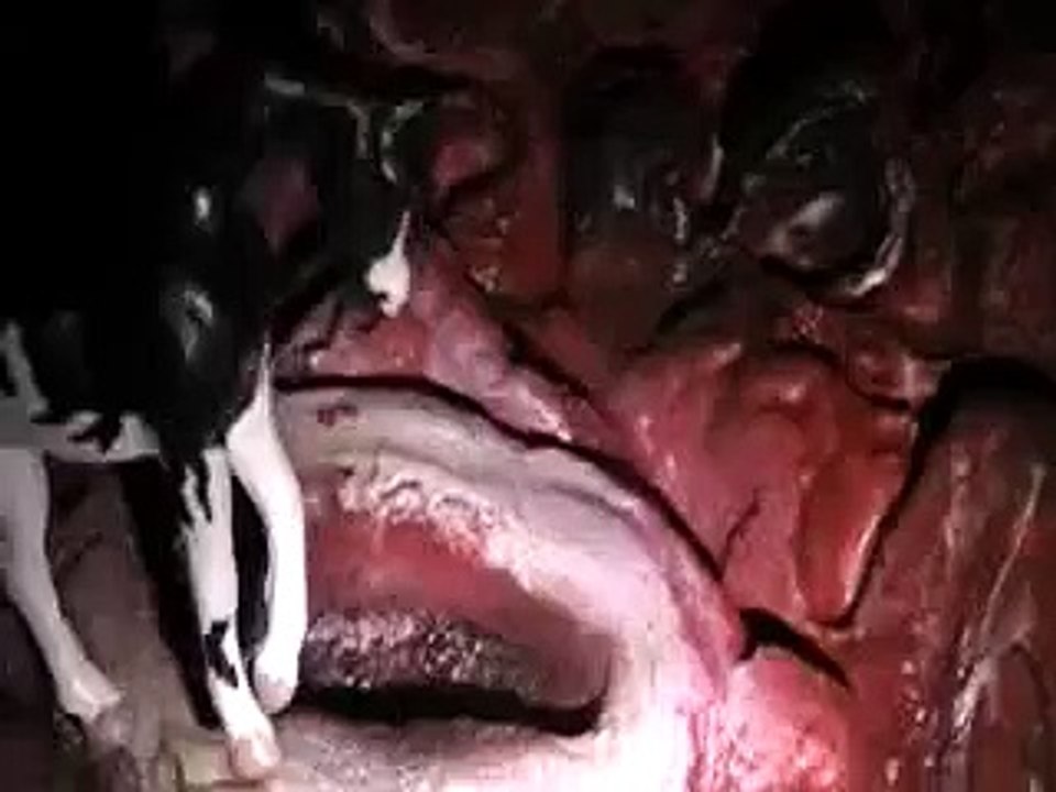 Halloween ** Breyer Music Video MONSTER