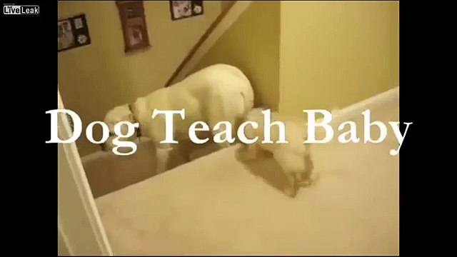 Papà cane aiuta il Cucciolo a scendere. Ma quando vedrete Il gatto morirete dal ridere!