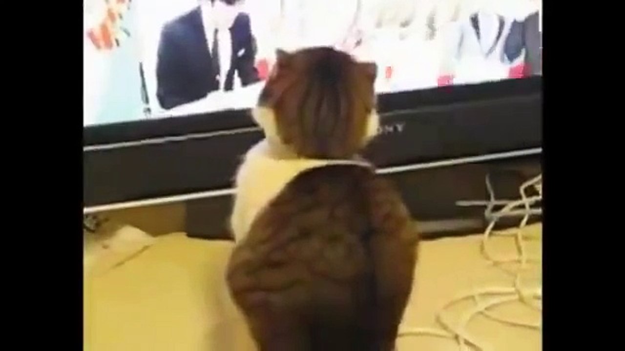 Top  funny animals - cat collection Videos