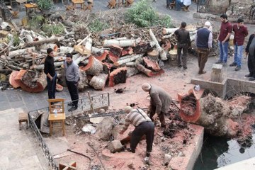 Tarihi handa 2'si tescilli 3 çınar ağacı kesildi