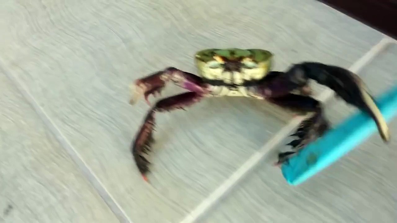 Hitler Crab