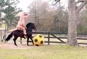 Faustino Asprilla  : T-Rex riding on a horse kicking a football!