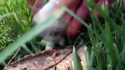 LPS music video monster for Lpsskywolfs mv contest (read discription)