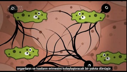 Öldükten Sonra Toprağın Altında Bedeninize Ne Oluyor?