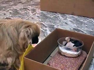 Funny! Pekingese - Pekinese MALE dog adopting a kitten.mpg