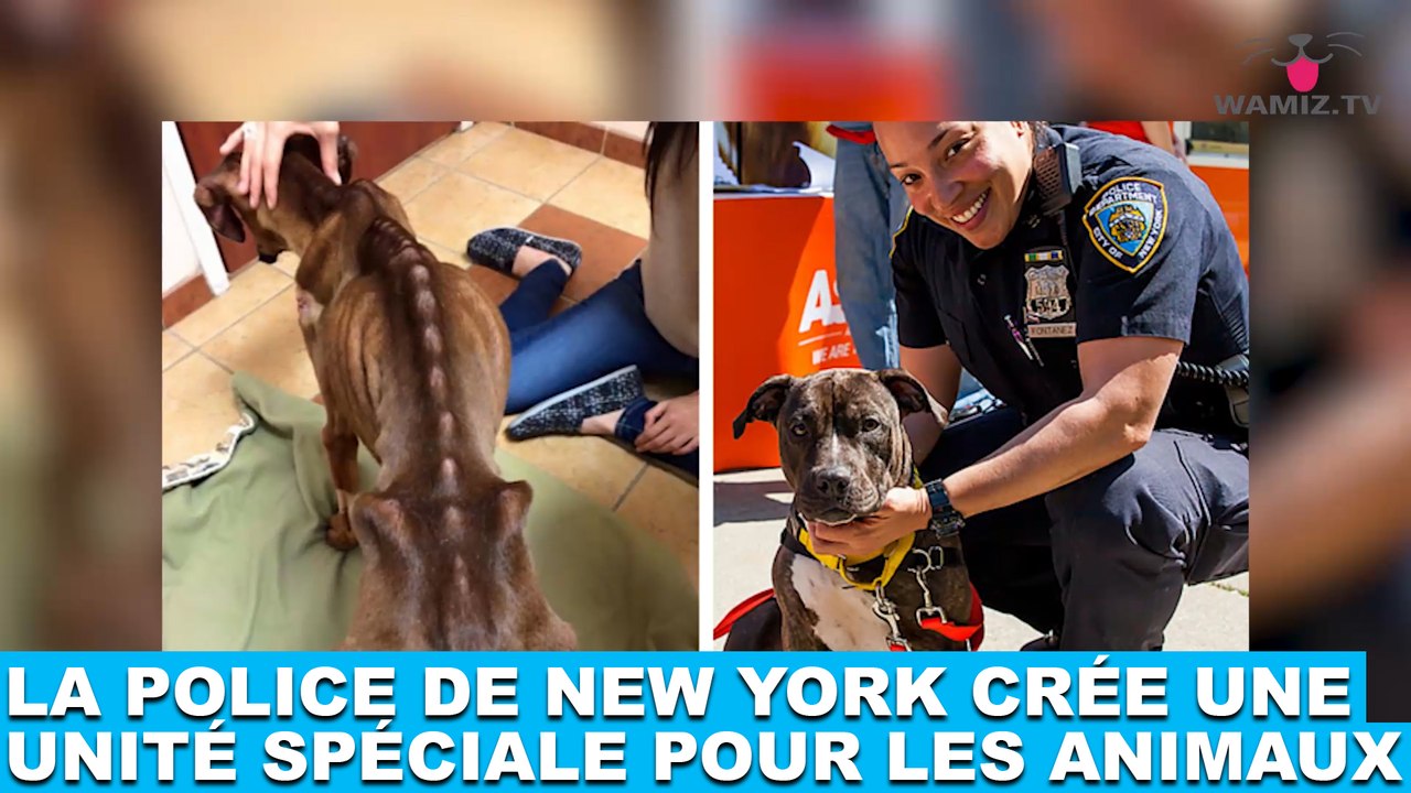 La police de New York crée une unité spéciale pour les animaux ! Plus d'infos dans la minute chien #134