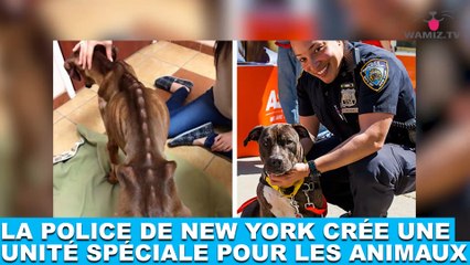 La police de New York crée une unité spéciale pour les animaux ! Plus d'infos dans la minute chien #134