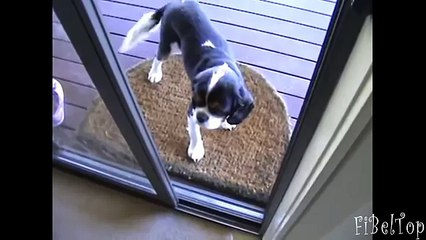 Самая умная собака. Подборка 2015