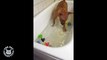 Doggy Bathtime _ Rubber Ducky Patrol