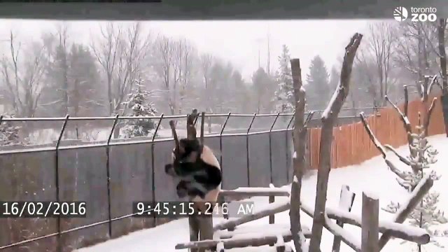 Da Mao le panda s'amuse dans la neige