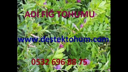 Adı Fiğ Kullanım Yerleri, Adı Fiğ Tohumu Nereden Temin Edilir, Adı Fiğ Tohumu Dekara Kaç Kg Atılır