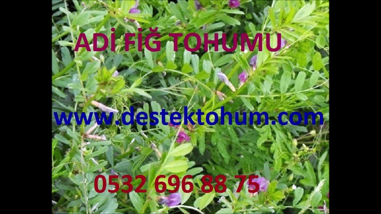 Adı Fiğ Kullanım Yerleri, Adı Fiğ Tohumu Nereden Temin Edilir, Adı Fiğ Tohumu Dekara Kaç Kg Atılır