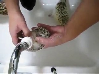 Как купаются ёжики