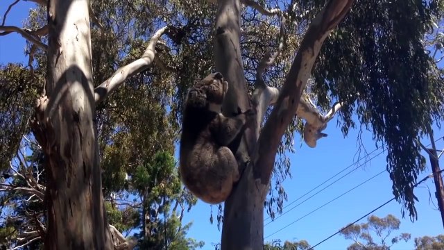 Коалы дерутся за место на дереве, со стороны очень смешно