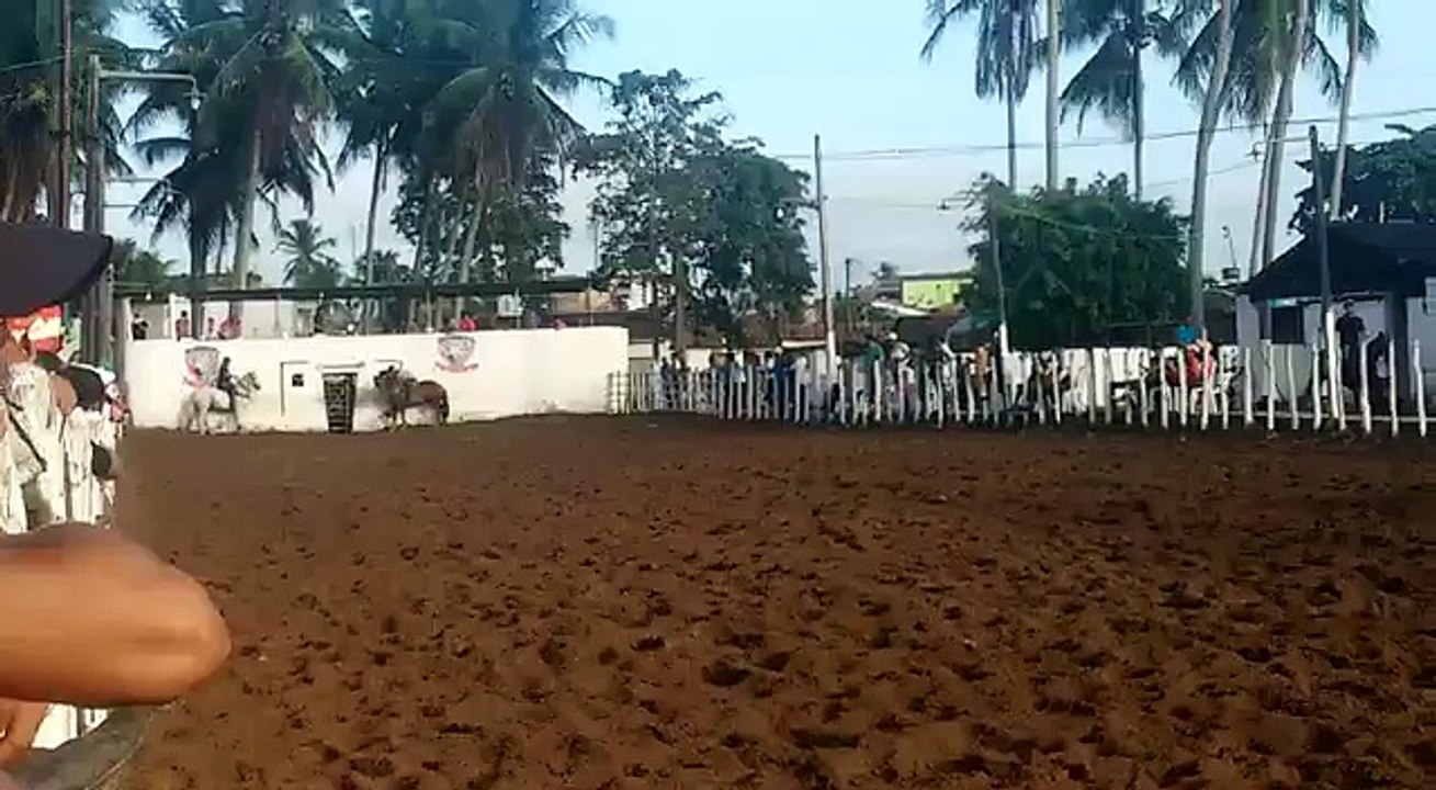 haras hs Wild rocket bar araçagi pb