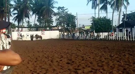 haras hs Wild rocket bar araçagi pb