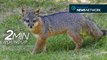 Comeback foxes, two-headed snakes & a snow leopard surprise