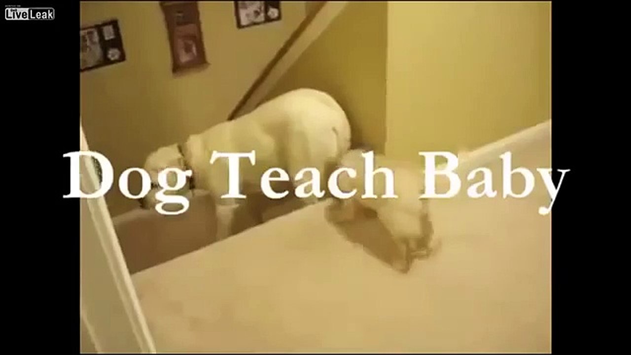 Papa chien Vs papa chat, c'est qui le meilleur coach