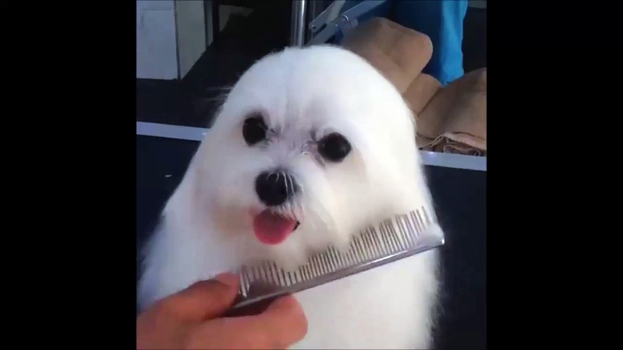 Tiny Dog flaps his Ears looking like a cute Seal!!