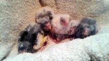'Voice activated' baby parrots squawk on command